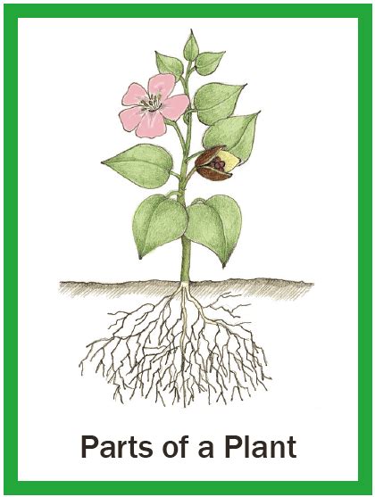 This song teaches the name and function of each part of a plant. Illustrated Botany for Children - The Whole Plant - Big ...