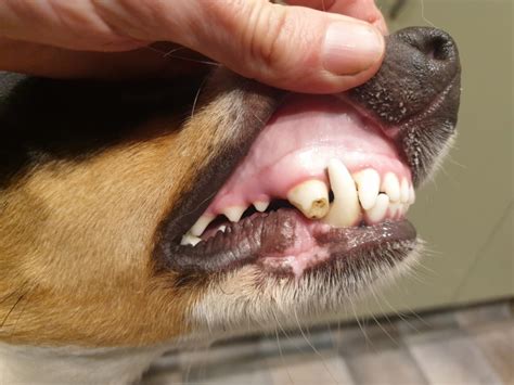 Do Puppy Teeth Break