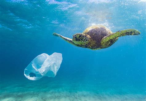 What Plastics Pollute The Ocean Plastic Industry In The World