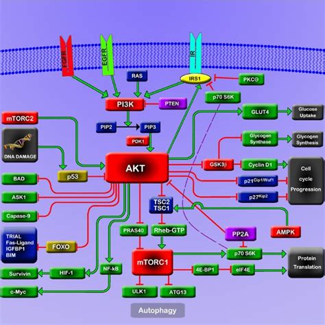A Schematic Representation Of The Pi3kaktmtor Pathway Download