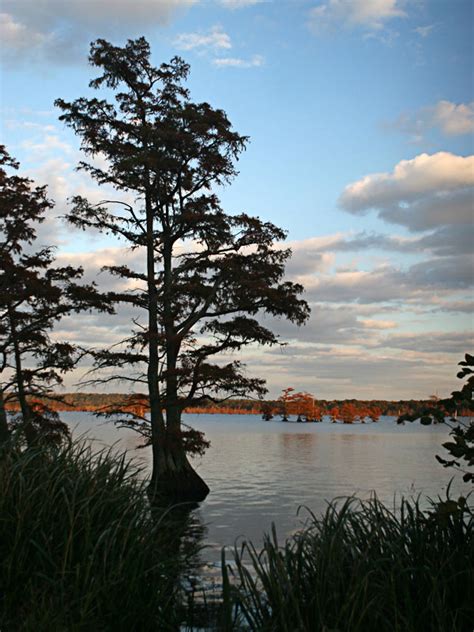 Reelfoot Lake State Park A Tennessee State Park Located Near Union City