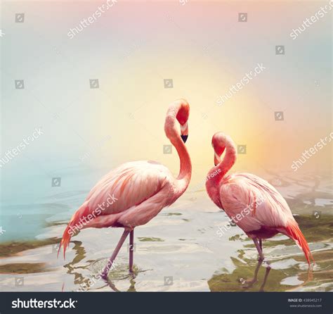 Two Pink Flamingos Near Water Stock Photo 438945217 Shutterstock