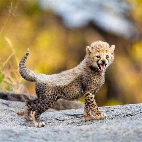 37 Fresh Pics Packed To The Brim With Cool Cheetah Cubs Baby