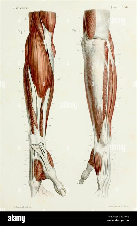 Prints Art And Collectibles Etchings And Engravings Tendons Muscles 1844