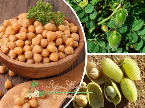 Диета горох нут Горох нут (растение): фото, посадка Горох нут (растение): фото, посадка Диета горох нут