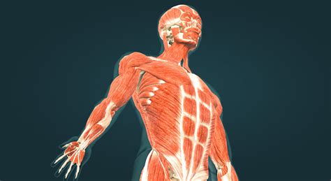 Muscoli Del Corpo Umano Scena 3d Insegnamento E Apprendimento