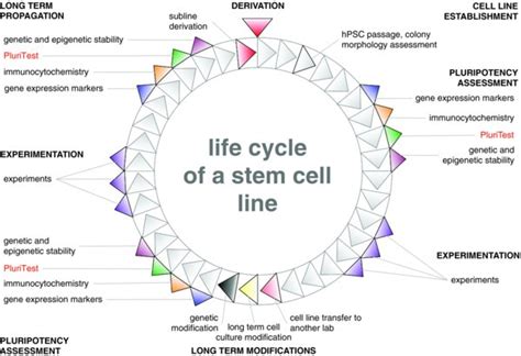 Studying stem cells may help explain how serious conditions such as birth defects and cancer come life after transplant (national marrow donor program). Assessment of human pluripotent stem cells with PluriTest ...