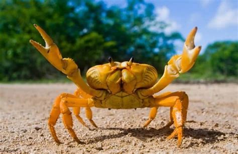 10 Different Types Of Crabs Nayturr
