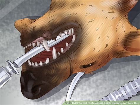 3 Ways To Get Professional Teeth Cleaning For Your Dog Wikihow Pet