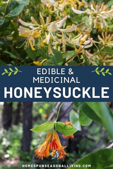 Using Honeysuckle For Food And Medicine Homespun Seasonal Living
