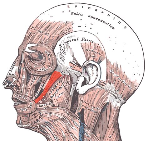 Zygomaticus Muscle