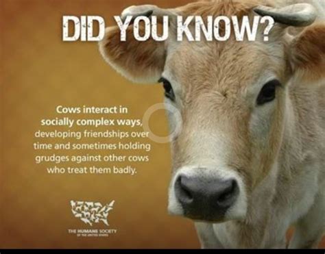 Cows Are Awesome Fun Facts About Animals Animal Facts Cow Facts