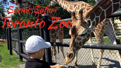 Зоопарк Торонто 2020toronto Zoo Scenic Safari Drive Thru During Covid