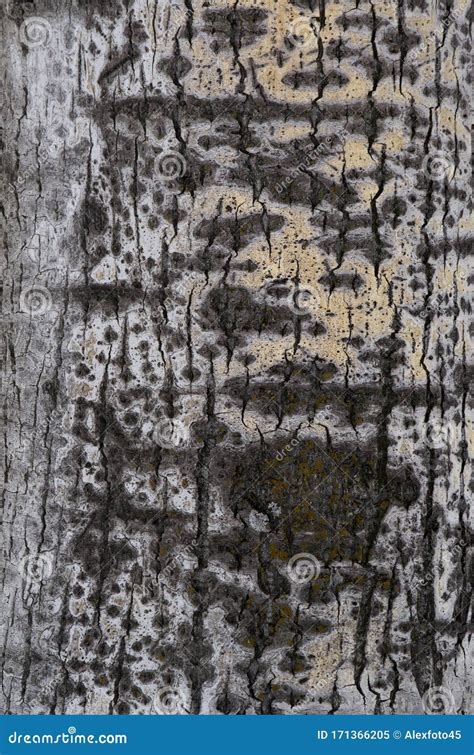 Aspen Tree Bark Texture Background Stock Image Image Of Grain Detail