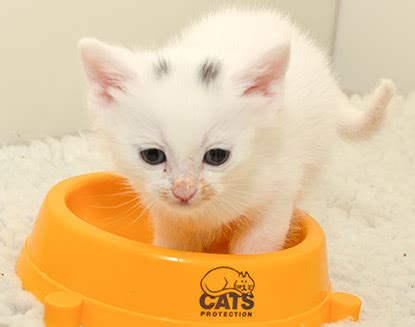 We did not find results for: Meow! Blog | Cats Protection: How to look after a kitten