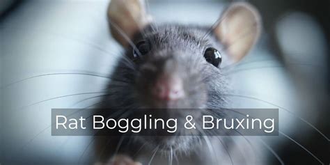 Rat Boggling And Bruxing What Does Rat Eye Boggling Mean Olives