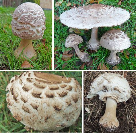 Shaggy Parasol Mushrooms The Mushroom Diary Uk Wild Mushroom