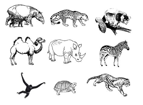 Zoo Pictures For Drawing at PaintingValley.com | Explore collection of