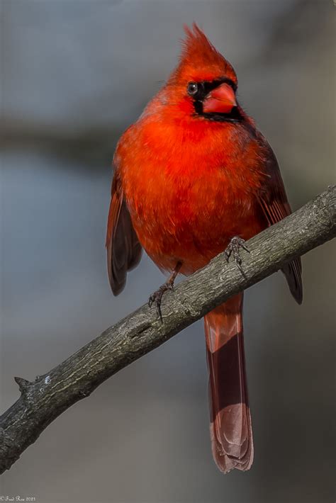Colorful Fellow Northern Cardinal Cardinalis Cardinalis Flickr