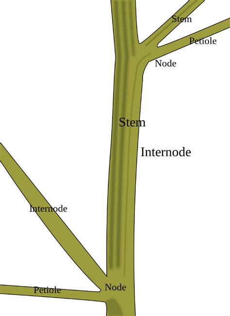 Anatomy Of Stems And Botanical Uses