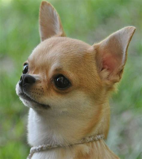 Teacup Chihuahua 8 Facts About This Dog Chihuahua Puppies Cute