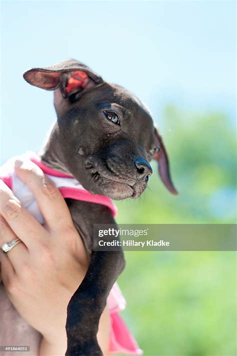 Tiny Black Puppy Being Held High Res Stock Photo Getty Images
