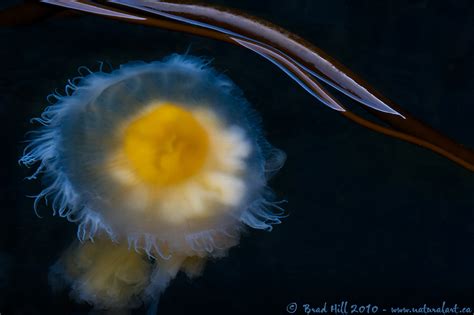 Jul 14, 2019 · the incredible fried egg or egg yolk jellyfish, known scientifically as phacellophora camtschatica, was seen bobbing around in sechelt inlet during the paddlers challenge with halfmoon sea kayaks. Natural Art Images: Image Galleries: Natural Art: Extracts