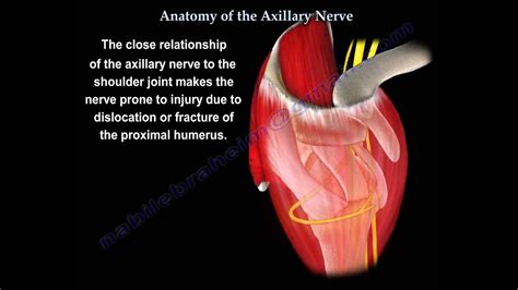 Axillary Nerve Anatomy Everything You Need To Know Dr Nabil