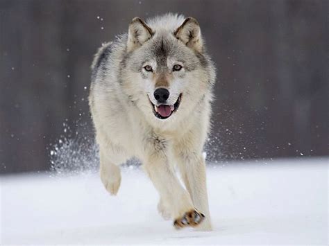 Petition · Gray Wolves Need Your Help Today Take Action ·