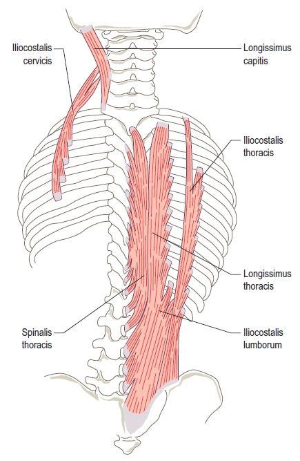 Trigger Point Therapy Treating Latissimus Dorsi Artofit