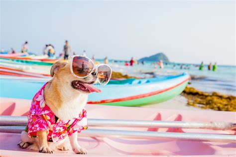 Audible listen to books & original audio performances. 5 Reasons Why Summer is No Vacation for Pets - The ...