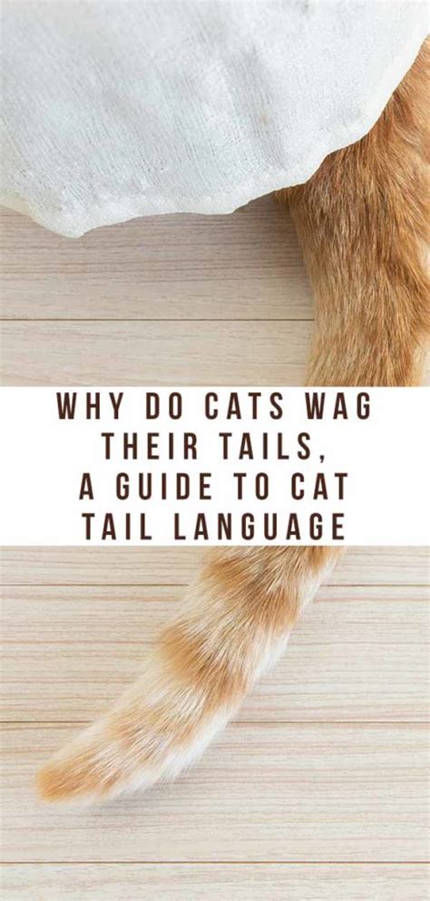 Why Do Cats Wag Their Tails A Guide To Cat Tail Language