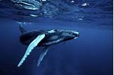Find photos of humpback whale. What do humpback whales eat