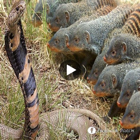 The Mongoose And The King Cobra Play With Each Other Forming A Strange