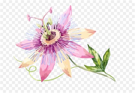 Passion Flower Clip Art 10 Free Cliparts Download Images On