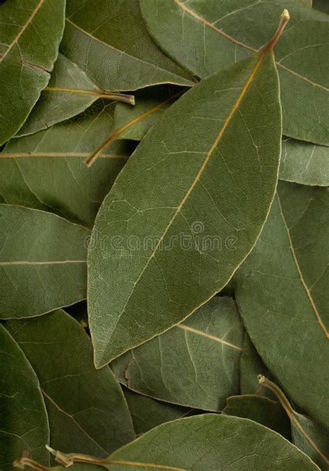 Bay leaf plants are a member of the family lauraceae. Bay leaf spice stock photo. Image of herb, foliage, spice ...