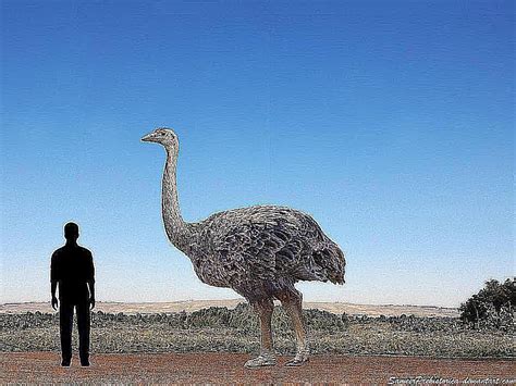 Meet The Worlds Largest Bird That Was Discovered On Madagascar