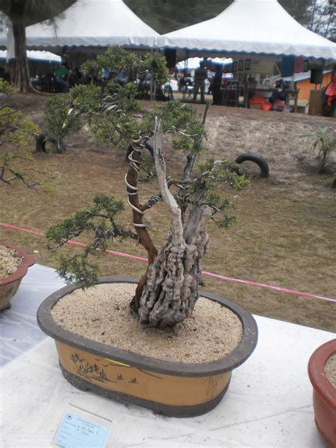 Pada dua tahun lepas, penulis telah berkenalan dengan mat yee kenapa cucur atap. D'Ru Sila Bonsai: Keunikan Bonsai Cucur Atap