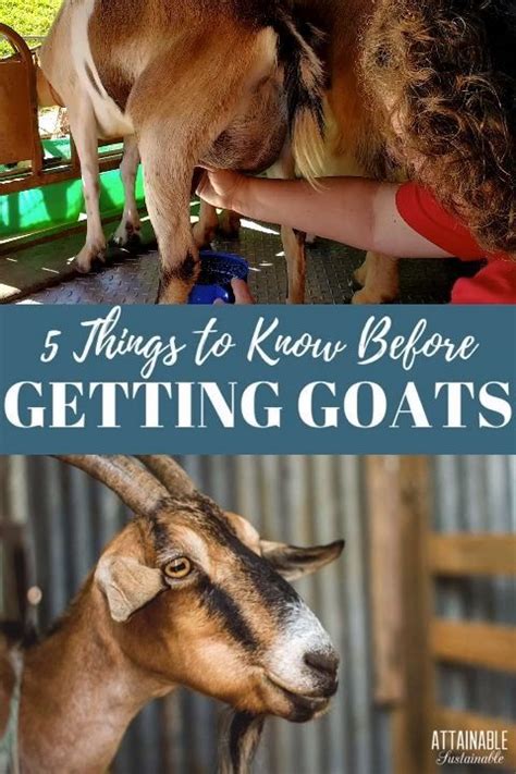 Goat Farming Basics 5 Things You Must Consider Before Getting Goats
