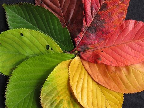 Blätter Im Herbst Herbstblätter · Kostenloses Foto Auf Pixabay