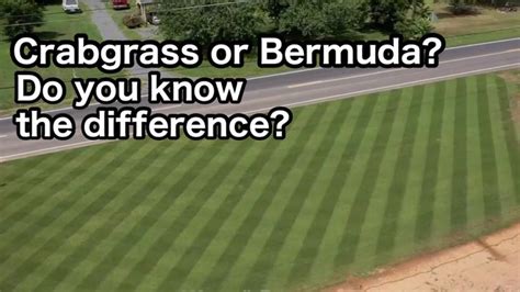Whats The Difference Between Crabgrass And Bermuda In 2022 Crab