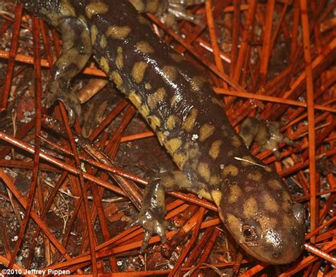 Tiger Salamander Ambystoma Tigrinum