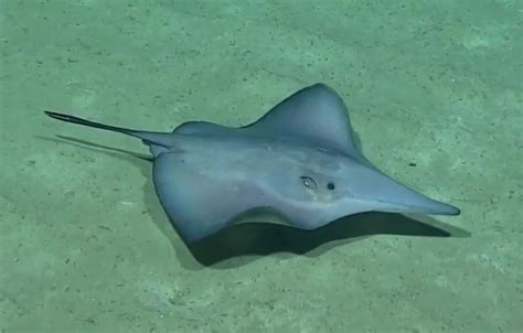 The Sixgill Stingray Is One Spooky Looking Deep Sea Fish Reef