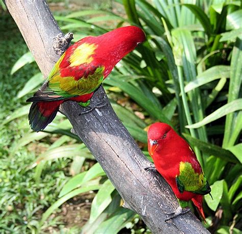 Parrot Encyclopedia Chattering Lory World Parrot Trust