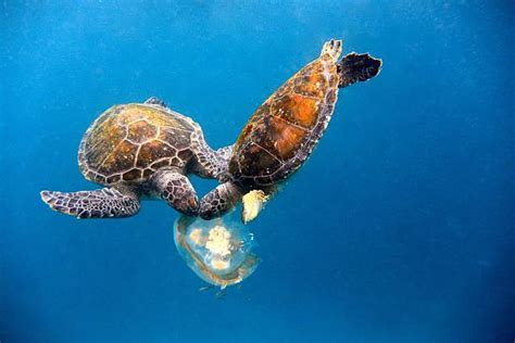 Sea Turtle Pictures Images And Stock Photos Istock