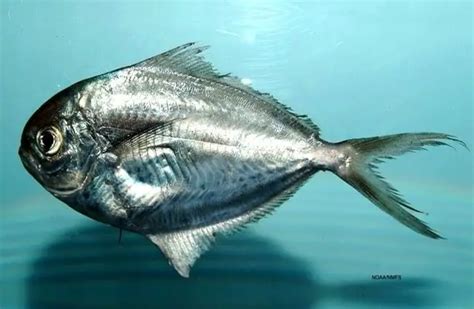 Butter Fish Description Habitat Image Diet And Interesting Facts