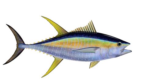 Species Spotlight Yellowfin Tuna Carolina Sportsman