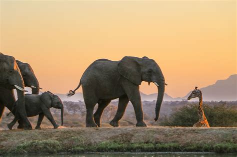 For The Nature Lovers Enjoy A Free Live Virtual African Safari Sunset