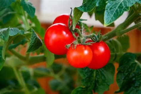 How To Plant Tomatoes Best 21 Ways Beginners Guide