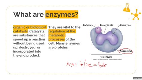 Describe The Structure Of An Enzyme